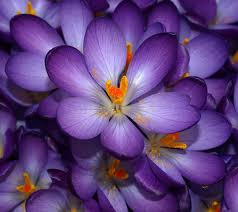 purple flowers 4