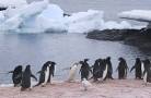 Isabeline penguins